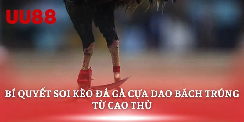Bí quyết soi kèo đá gà cựa dao bách trúng từ cao thủ