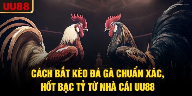 Cách Bắt Kèo Đá Gà Chuẩn Xác, Hốt Bạc Tỷ Từ Nhà Cái UU88