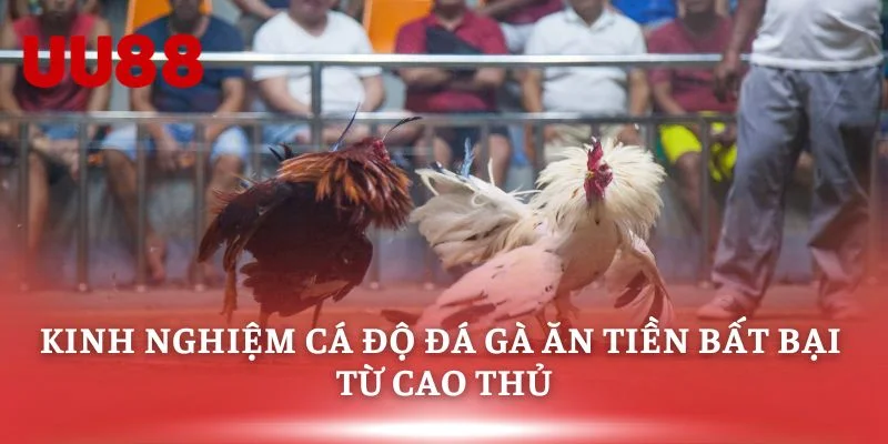 Kinh nghiệm cá độ đá gà ăn tiền bất bại từ cao thủ